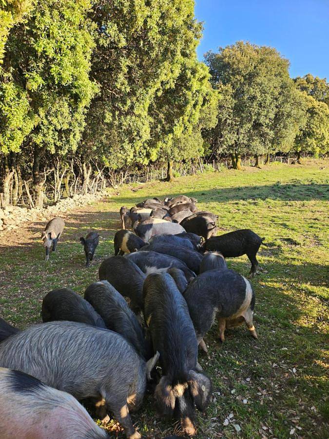 Gîte pour 2 personnes, avec terrasse et vue à Olivese - 3