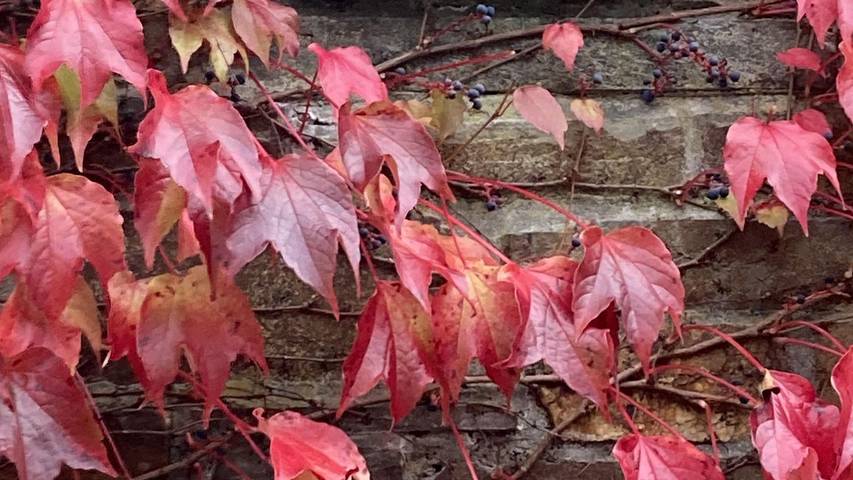 Ferienhaus für 7 Personen, mit Garten in Cochem - 3