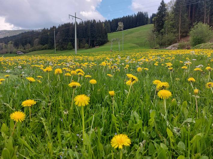 Kategorie 2 in Thalkirchdorf, Oberstaufen