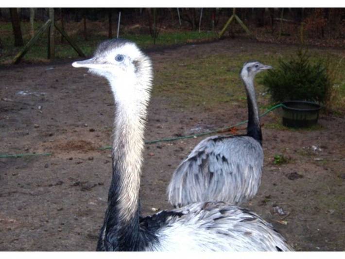 Ferienwohnung für 6 Personen, mit Terrasse und Garten in Mecklenburgische Seenplatte - 3