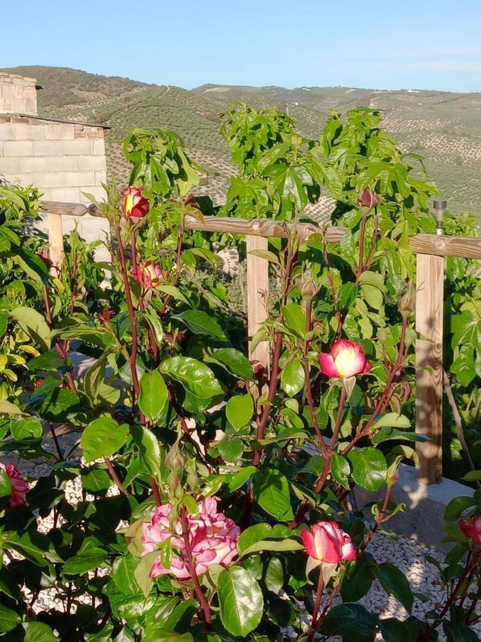 Casa rural para 8 personas, con piscina además de terraza y vistas en Montefrío - 4