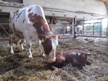 Vakantiehuis voor 6 Personen in Wennbüttel, Noord-Oostzeekanaal, Afbeelding 3
