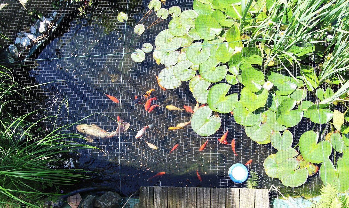 Ganze Wohnung, Willkommen in der Ferienwohnung Hühnergott in Kröpelin in Kröpelin, Rostock und Umgebung