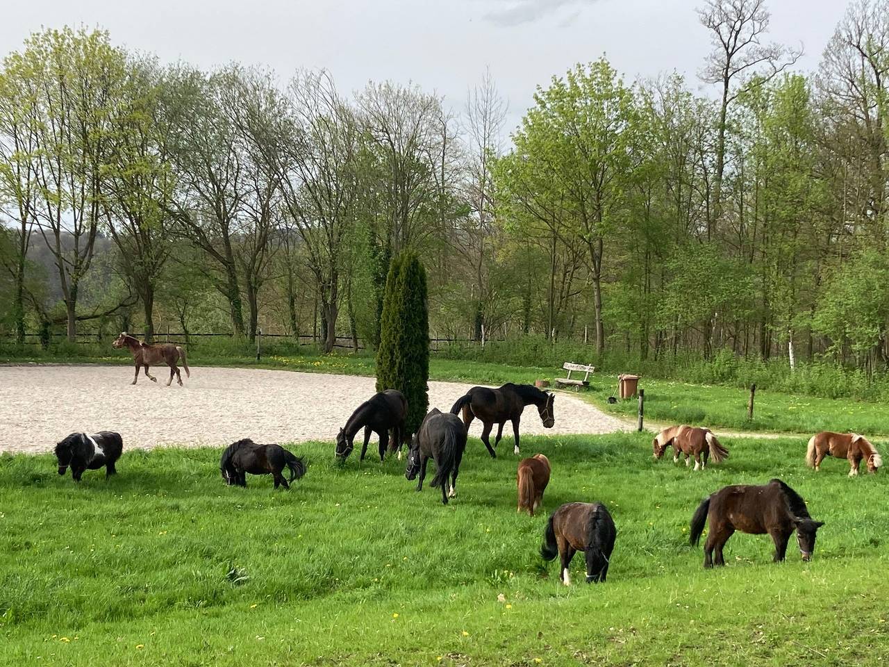 Entire holiday apartment, Ferienwohnung auf Pferdehof in Braubach, Middlerhine