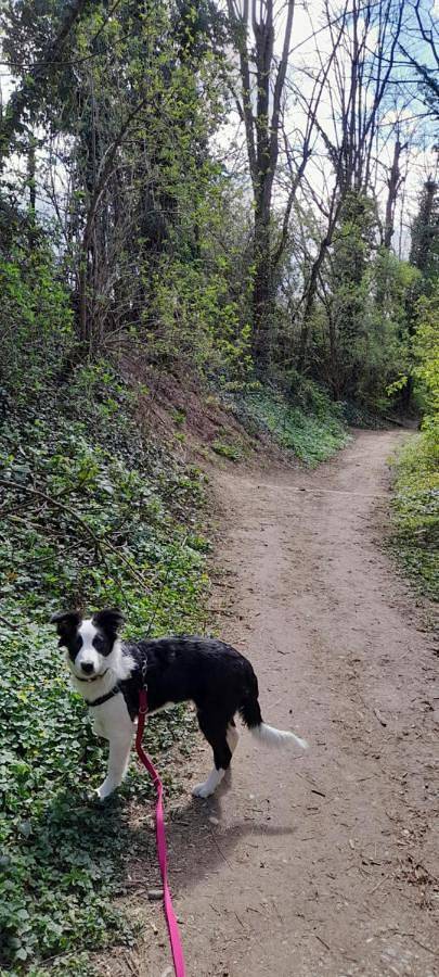 Gîte pour 4 personnes, avec jardin, animaux acceptés à Mittelhausbergen