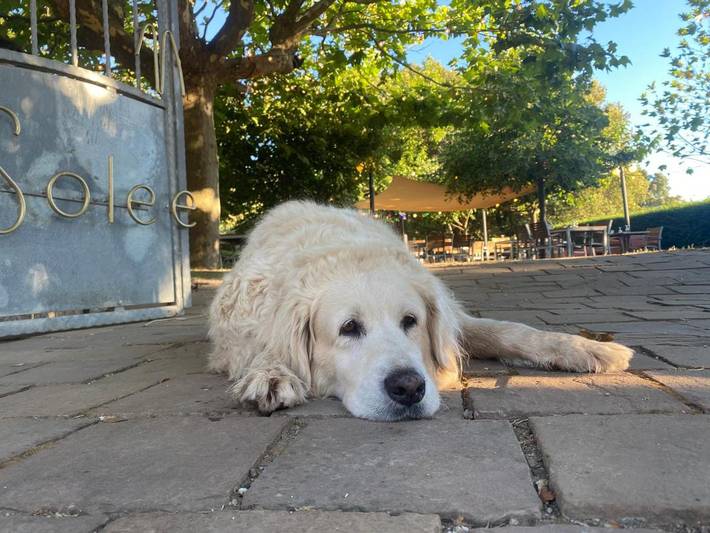 Hôtel pour 2 personnes, avec jardin, animaux acceptés à Quenza - 4