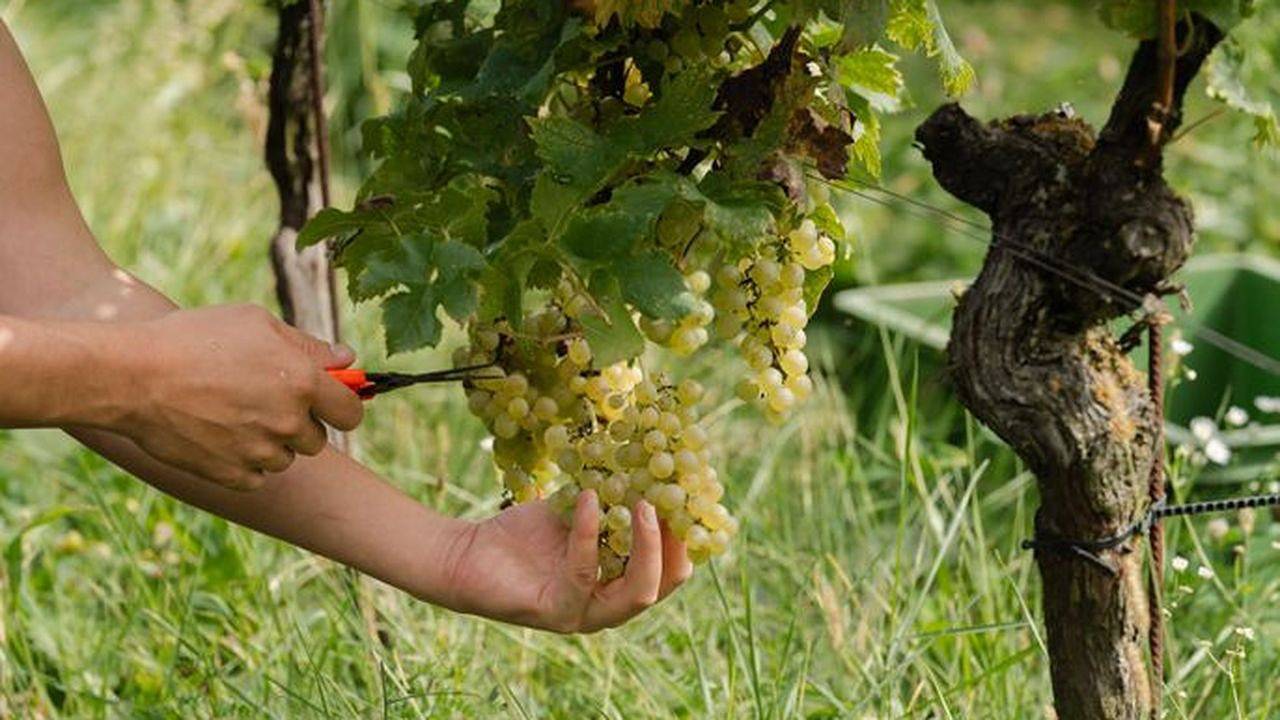 Doppelzimmer für 2 Personen (27 m²) in Straden in Südoststeiermark, Straden