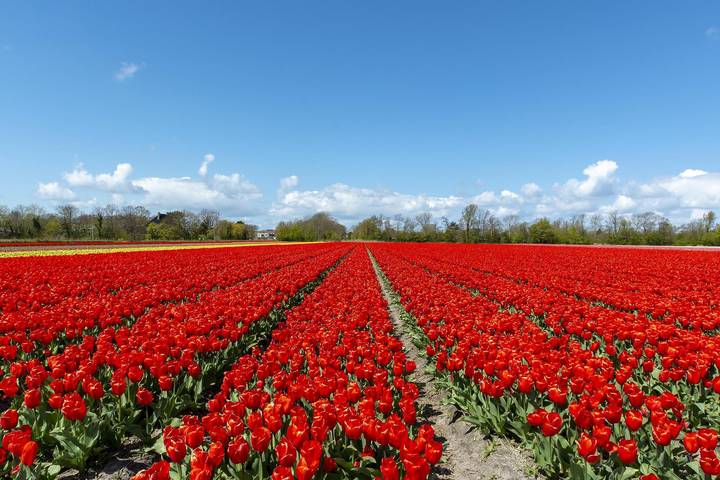 Ferienhaus für 7 Personen, mit Garten und Terrasse in Sint Maartensvlotbrug - 3