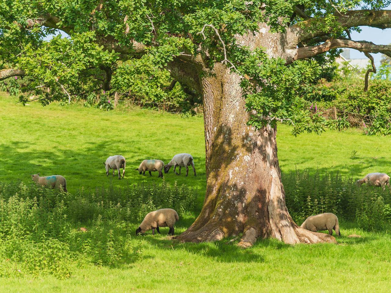 Kingfishers Lodge in Cornwall