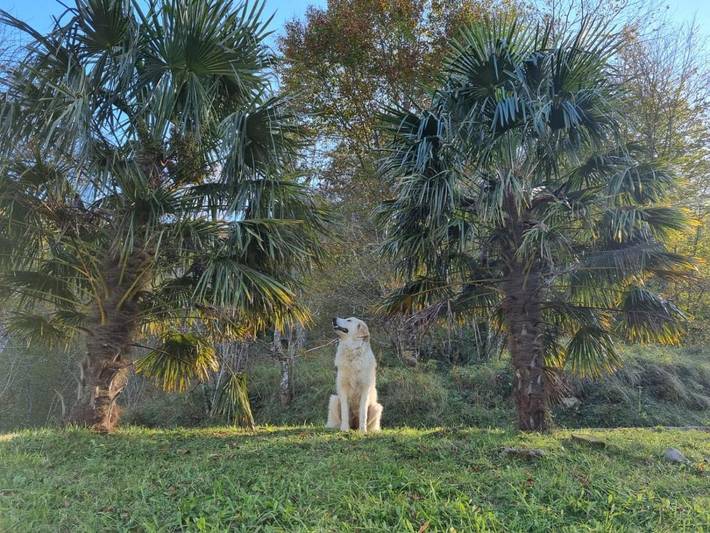 Gîte pour 2 personnes, avec jardin ainsi que terrasse et vue, animaux acceptés dans vallée d'Aspe - 4