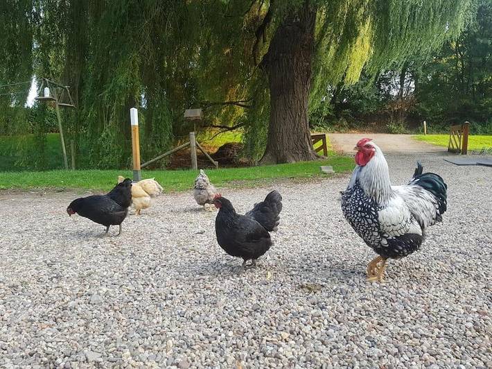 Location de vacances pour 4 personnes, avec jardin, animaux acceptés à Arnhem - 3