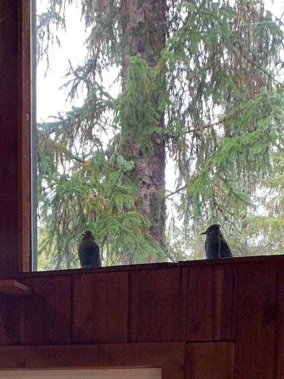 Stellar Blue Chalet Schlafmöglichkeiten für 8-10 Haustier auf Genehmigung Blocks entfernt von Alyeska in Girdwood, Anchorage