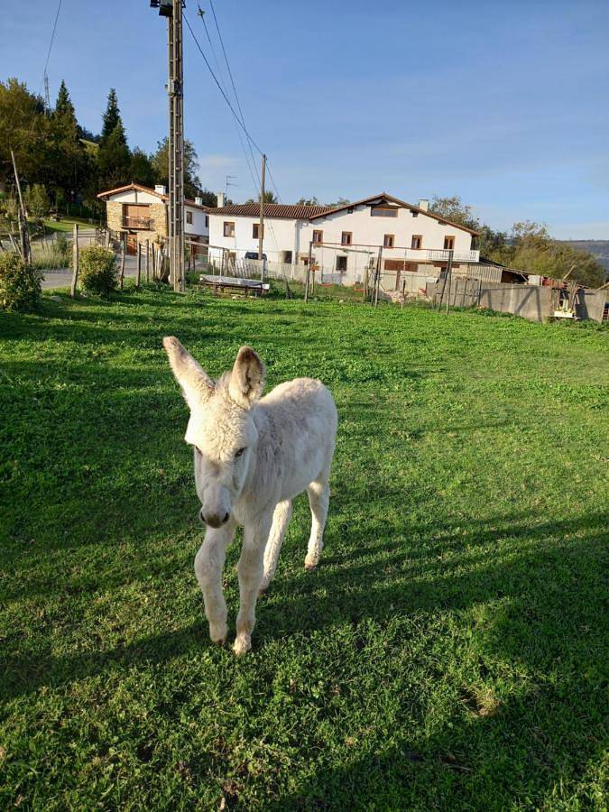 Casa de vacaciones para 14 personas, con Terraza y Jardín en Guipúzcoa - 4