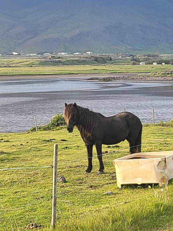 Gîte pour 2 personnes à Mosfellsbær - 4