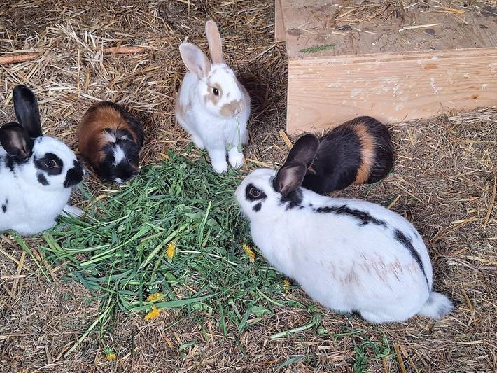 Ferienwohnung für 4 Personen, mit Garten in Tirol - 3