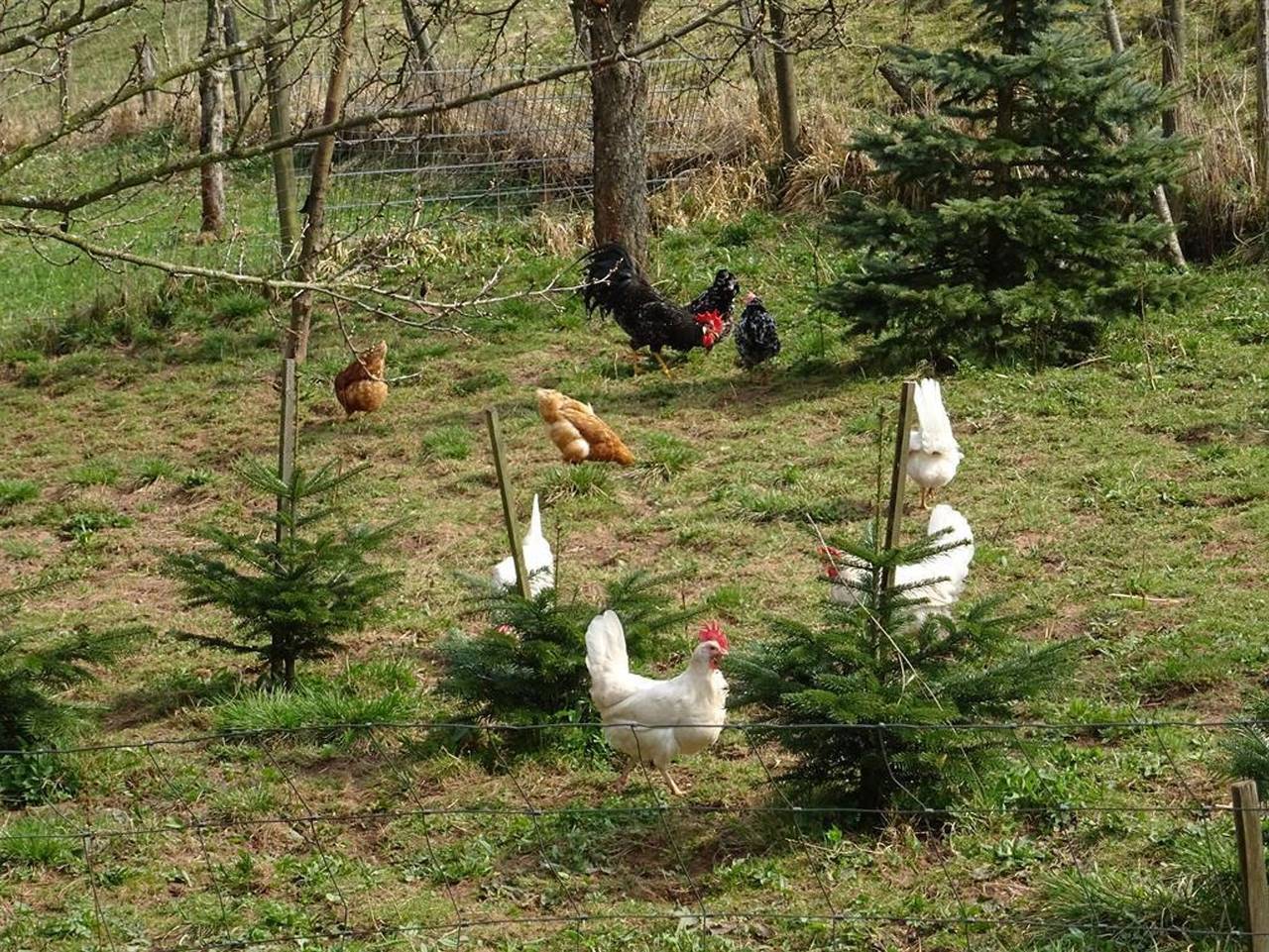 Ganze Ferienwohnung, Ferienwohnung Wehner in Seiferts, Ehrenberg