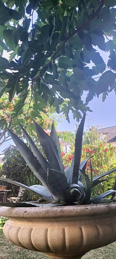 Chambre d’hôte pour 2 personnes, avec jardin et vue à Le Mans - 3