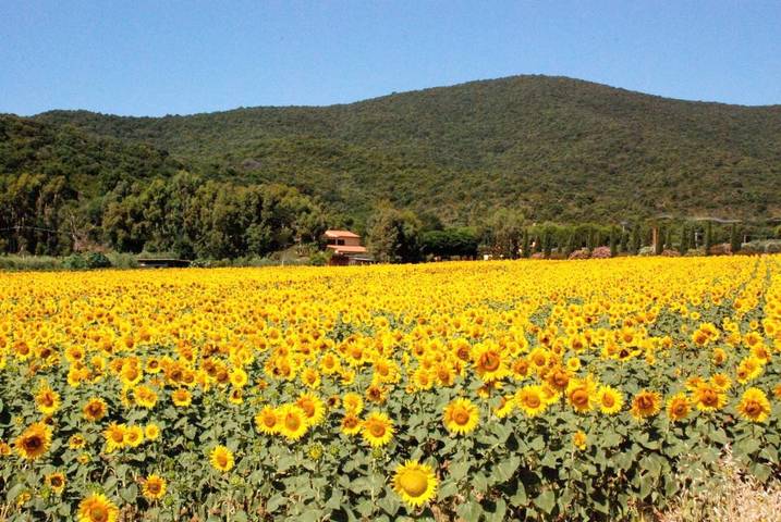 Agriturismo per 2 persone, con giardino e terrazza, con animali domestici in Castiglione della Pescaia