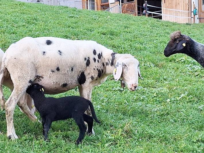 Ferienwohnung für 4 Personen, mit Garten in Tirol - 4