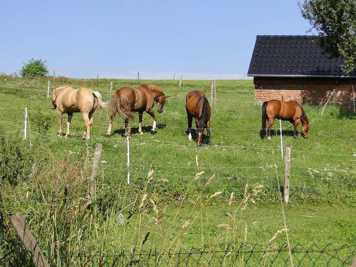 Ferienhaus für 9 Personen, mit Garten und Balkon, kinderfreundlich in Gersfeld - 3