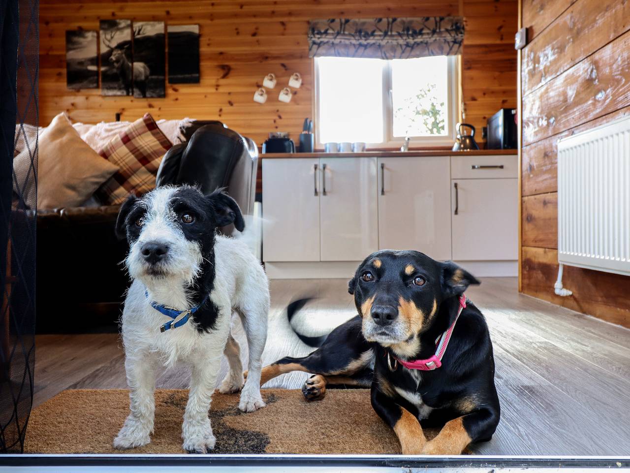 Stag Lodge Pod in Powys