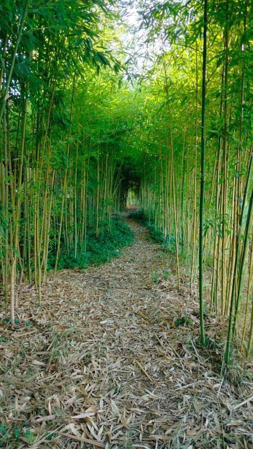 Gîte pour 2 personnes, avec jardin et vue à Le Chaffaut-Saint-Jurson - 3