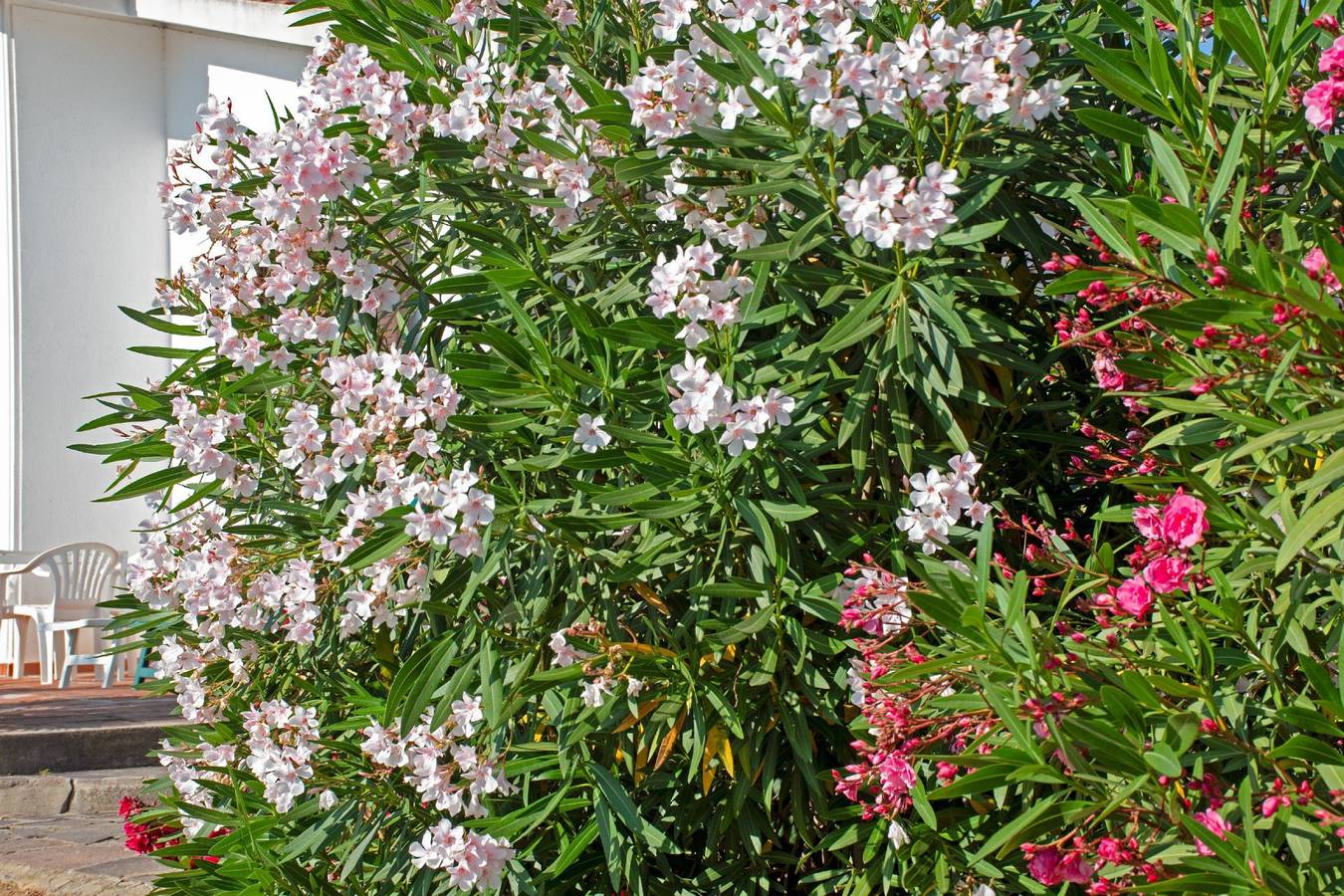 Villetta Paola in Capoliveri, Isola d'Elba