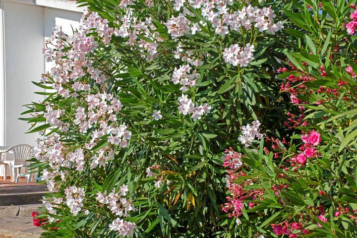 Villa für 7 Personen, mit Garten auf Elba - 4
