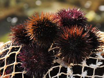 Chalet para 7 Personas en Llafranch, Palafrugell, Foto 1