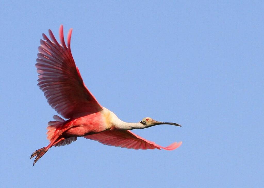 Ganze Wohnung, Tarpon! -Lg Schöne 1 Br, 1 Ba, hundefreundlich, eingezäunten Hof, zu Fuß zum Strand! in Port Aransas, Mustang Island