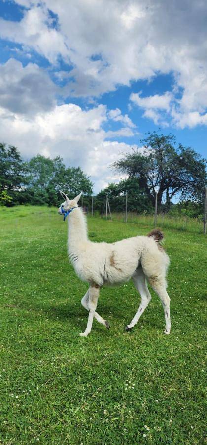 Ferienhaus für 6 Personen, mit Ausblick und Garten in Slowenien - 4