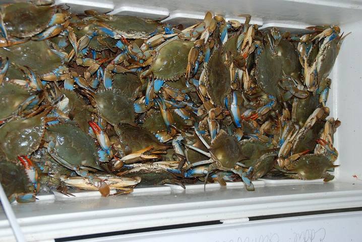 Log cabin for 4 people, with terrace in Louisiana