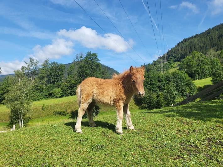 Bauernhaus für 4 Personen, mit Garten und Ausblick, kinderfreundlich in Schladming-Dachstein - 3