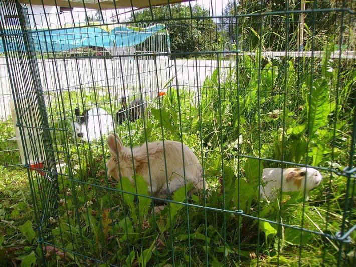 Bauernhaus für 5 Personen, mit Ausblick und Garten, kinderfreundlich in Innsbruck und Umgebung - 3