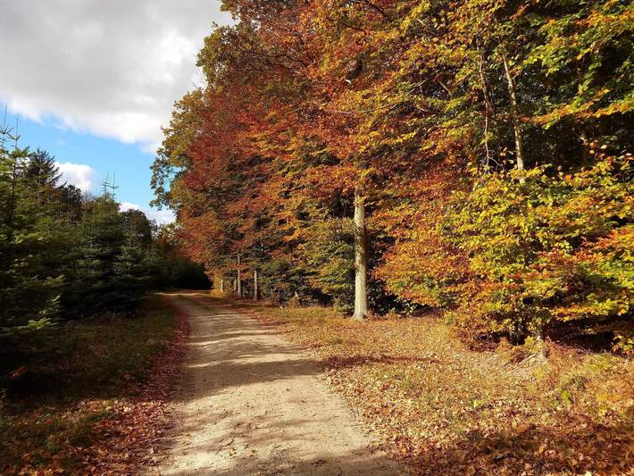 Ferienhaus für 4 Personen, mit Terrasse, kinderfreundlich auf Seeland - 4