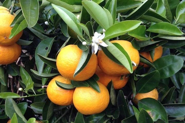 Log cabin for 4 people, with garden and balcony in Bay of Plenty
