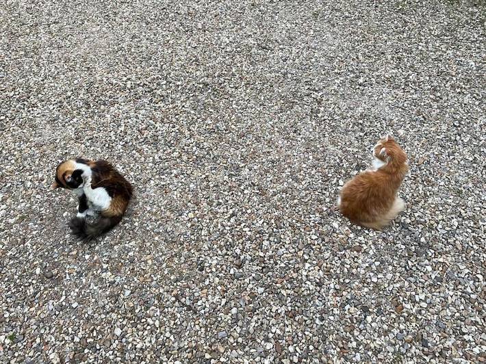 Gîte pour 6 personnes, avec jardin à Maisons-Laffitte - 3