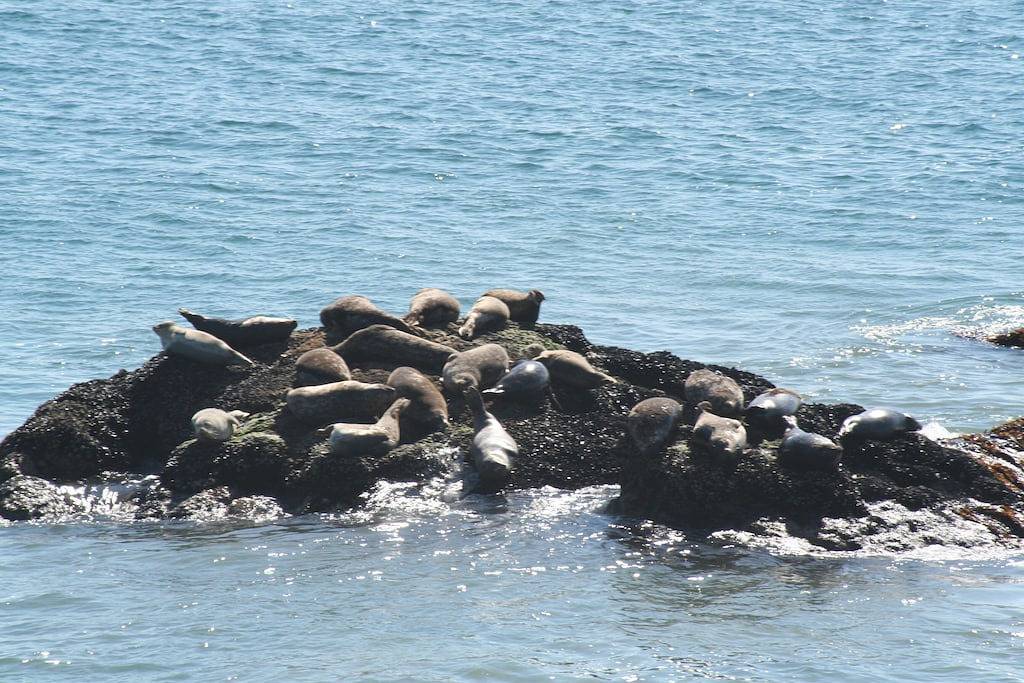 Ganze Wohnung, Exklusives Oceanfront Cottage am trockenen Sandstrand - Seal in Malibu Beach, Malibu