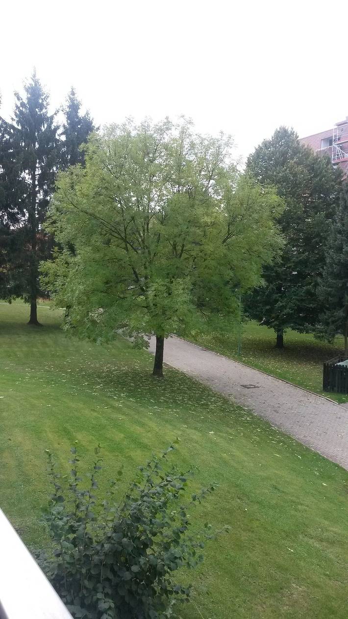 Ferienwohnung für 3 Personen, mit Sauna und Balkon in Altenau - 2