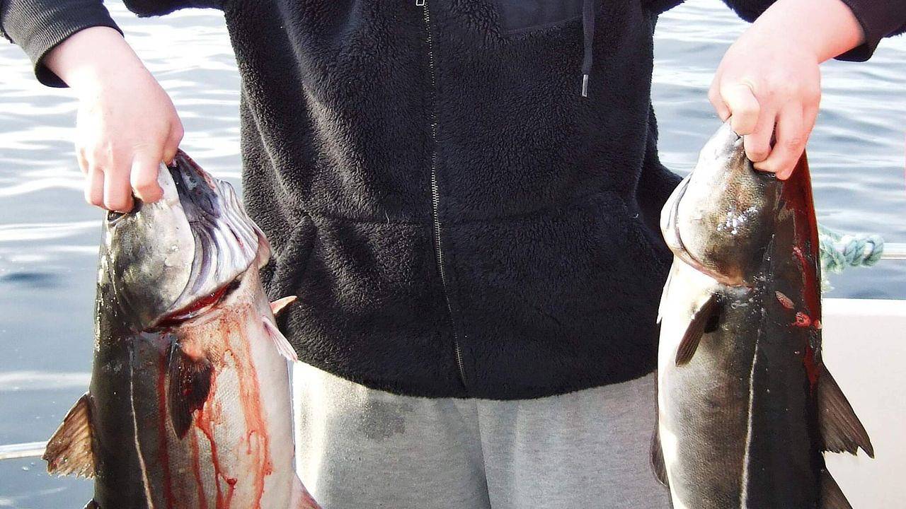 Ferienhaus für 4 Personen (18 m²) in Rebbenes in Tromsø