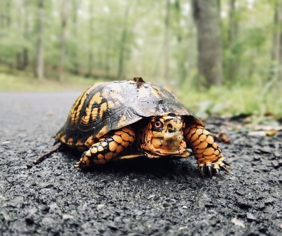 A-Frame-Kabinenflucht in George Washington National Forest, Lost River Area, Wv in Seneca Rocks