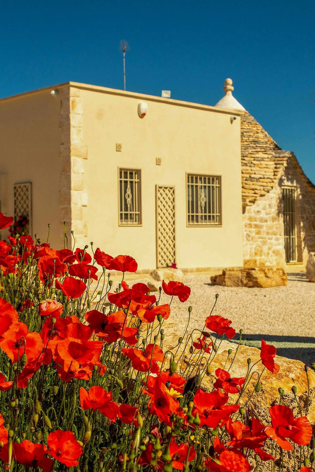 Ein Trullo inmitten jahrhundertealter Olivenbäume in der Nähe von Alberobello in Martina Franca, Tarent Provinz