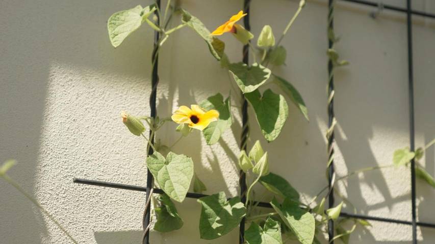 Location de vacances pour 4 personnes, avec jardin, animaux acceptés dans Willemstad - 3