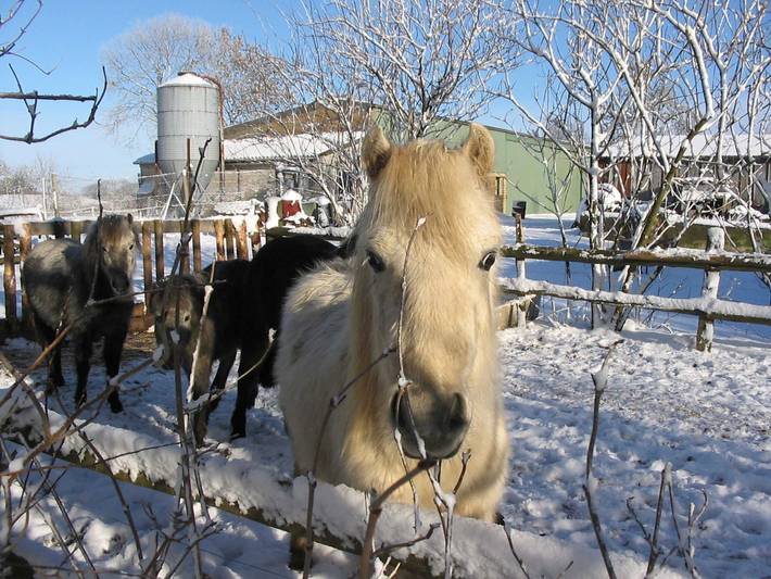 Bauernhaus für 4 Personen, mit Sauna und Whirlpool sowie Garten, mit Haustier in Angeln Halbinsel - 3