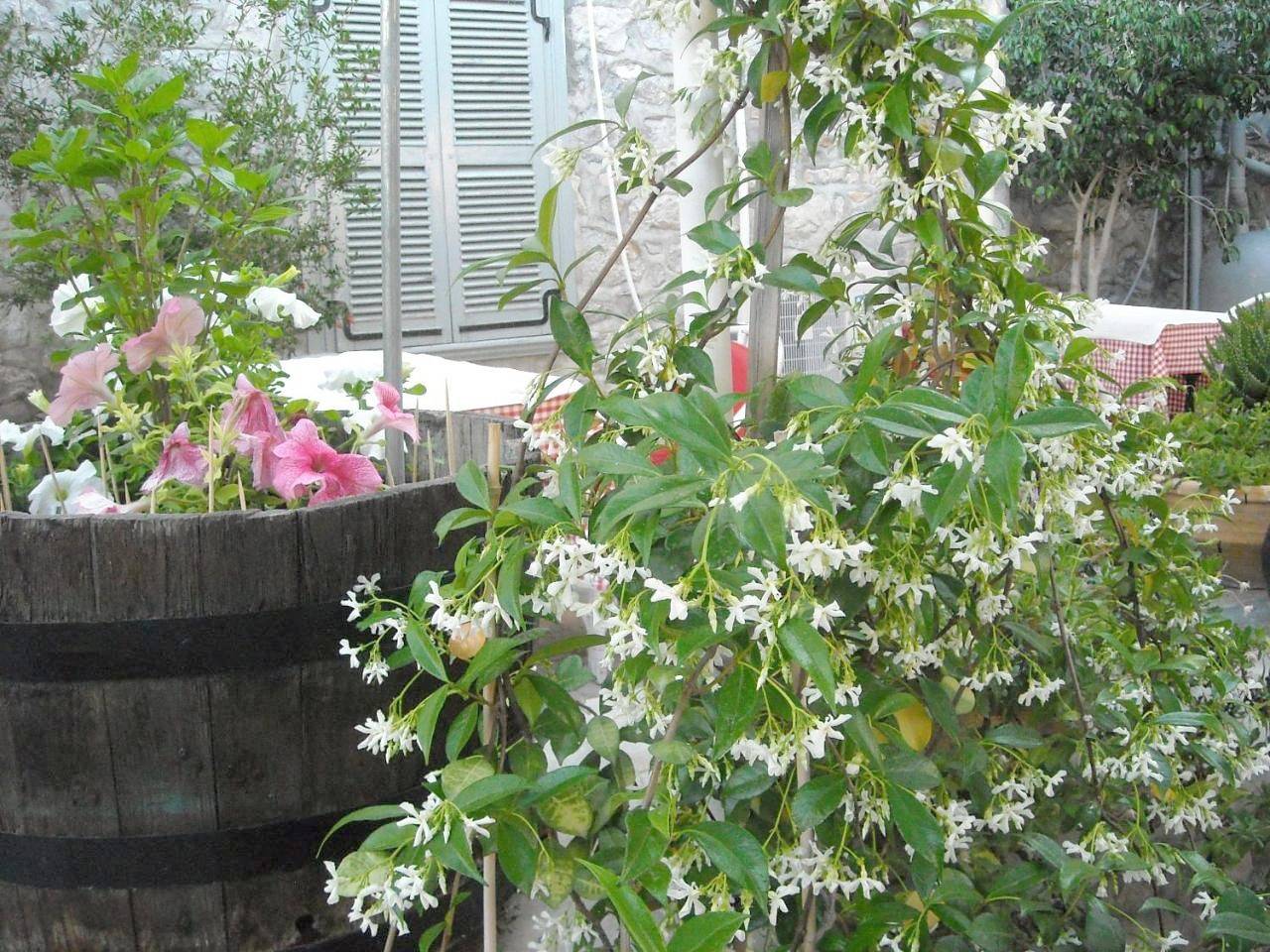 Theano Guesthouse in Hydra