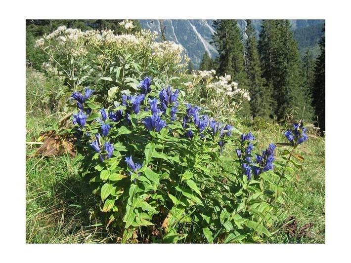 Ferienhaus für 4 Personen, mit Balkon in Fischen