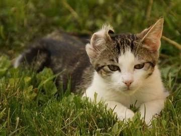 Bauernhof für 3 Personen in Oberwang, Oberösterreich, Bild 2