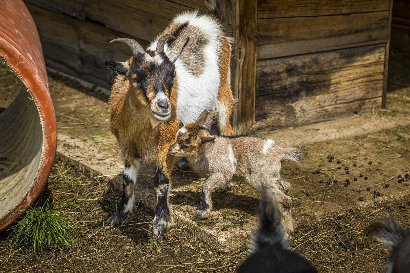 Geheel vakantieappartement, App/1 slaapkamer/douche, wc in Flachau, Tennengau