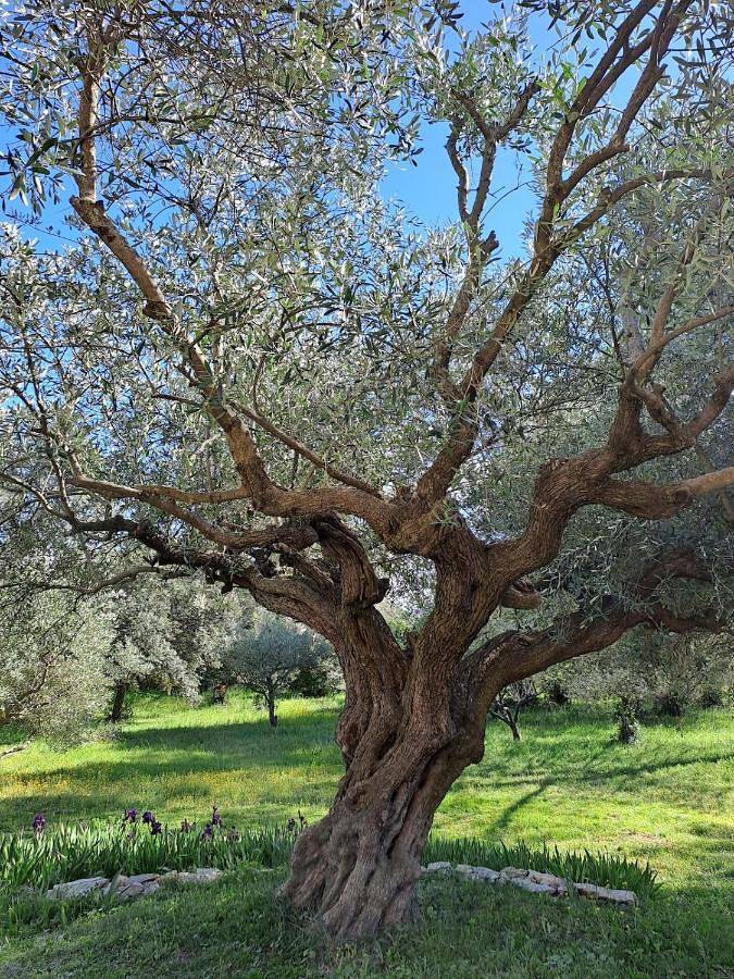Location de vacances pour 8 personnes, avec terrasse et piscine à Langlade - 4