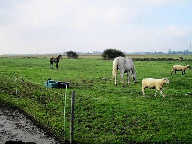 Ganze Ferienwohnung, Ferienwohnung Nissen-Freundt - Ferienwohnung Nissen-Freundt-2-Räume - 01 in Koldenbüttel, Eider-Treene-Sorge